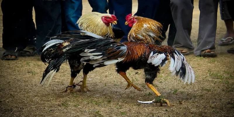 Đặc điểm về màu sắc lông của gà tre cơ bản nhất